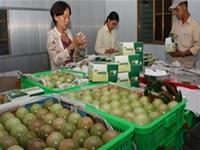 Vietnam enters the top five exporters of vegetables and fruit