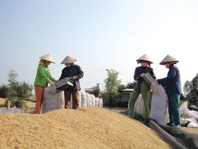 Rice growers grumble over meagre profits