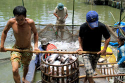 Seafood processors fight trade barriers