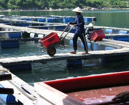 Vung Ro Bay also turns into the place for Chinese to raise fish