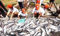 $450 million for tra fish breeding sector