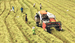 Rice yield rises by 466,000 tonnes