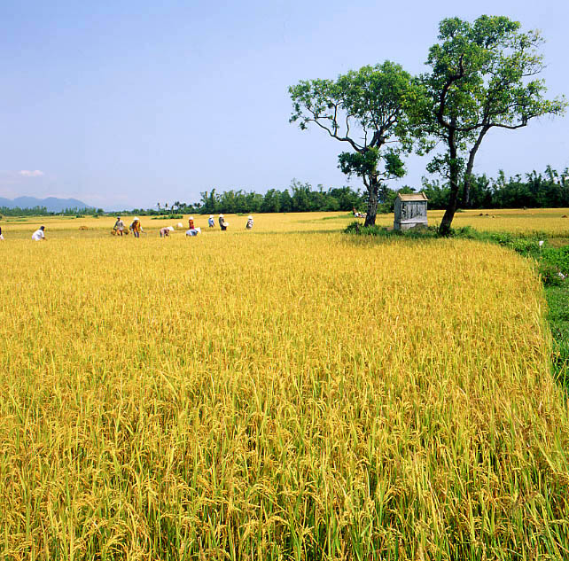 Purchasing 500,000 tonnes of summer-autumn rice for reserve