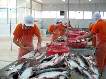 Tra fish exports likely to rise in third quarter