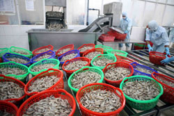 Shrimp exporters find the going tougher
