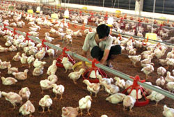 Low chicken prices may lead to shortages