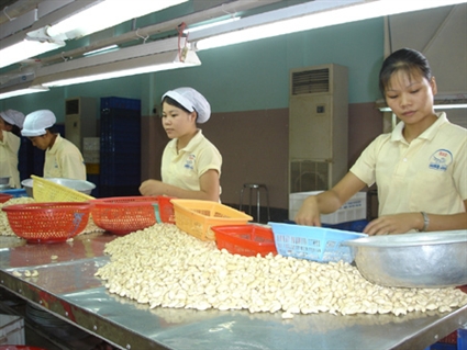 Cashew industry: there’s a fly in the ointment