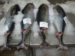 Fisheries struggle despite rise in seafood exports