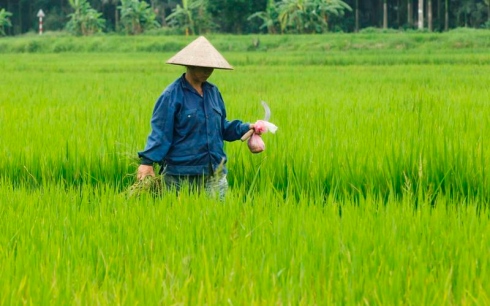 Rice, motorcycle trader Angimex sees Q4 Vietnam listing