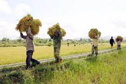 Rice prices rise, but only after farmers sell