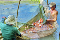 Mekong Delta fisheries ‘require $2.8 billion for sustainable growth'