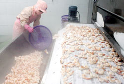 Shrimp processors face bankruptcy