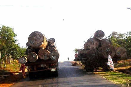 New required licenses bring new sufferings to wood importers