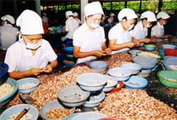 Cashew industry falls on hard times