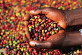 Coffee exporters cry for foreign currency loans