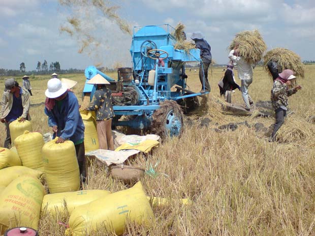 Boosting rice export at “golden moment,” VN hopes to make record in 2012