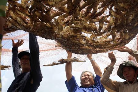 China prohibits fresh shrimp imports from Vietnam