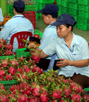 Dragonfruit leads fruit exports
