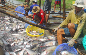 Tra fish meet quality standards
