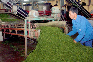 Strong global brand identity needed to boost tea prices
