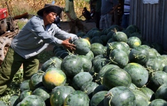 Farmers face low prices amid bumper watermelon harvest