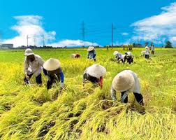 Rice exports top 7 million tonnes