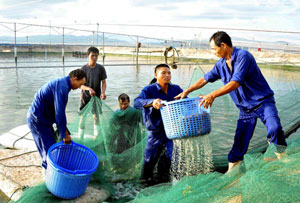 Shrimp exports decline by 4.8%