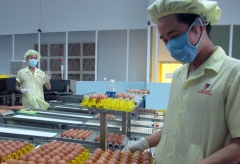 Vietnamese fresh eggs on Hong Kong shelves
