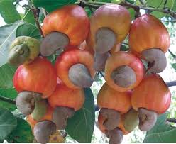 Cashew industry targets annual export revenue of $1.5 billion over three years