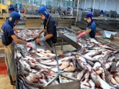 VN’s tra fish put on "green list" of healthy seafood