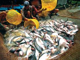 Tra fish exports continue to decrease in Q4