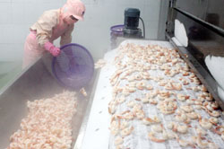 Shrimp exports to fall short
