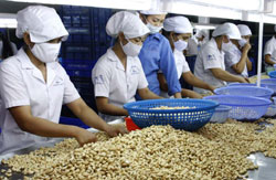 Viet Nam plans to import 357,000 tonnes of cashews