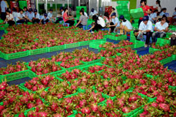 Exporters to send dragonfruit to US for irradiation