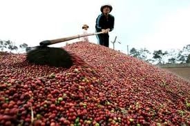 Local traders buy Indonesian coffee for export