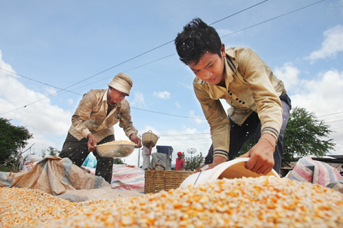 Corn prices to rise with new Thai policy