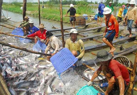 DOC raises import tariff on Vietnam’s catfish, but exports won’t decrease