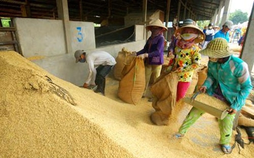 Rice unsalable, farmers in big distress
