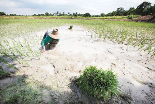 Thai rice cuts pose problems