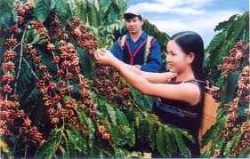 Coffee prices fall on Brazil news