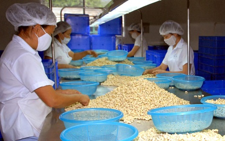 Crackdown urged on low quality cashews