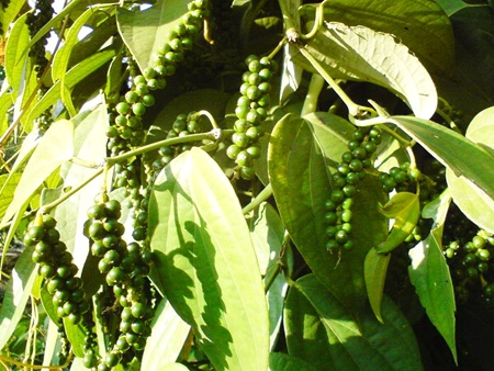 Pepper Association urges caution before signing export contracts