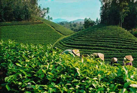 Tea export turnover up due to price rise