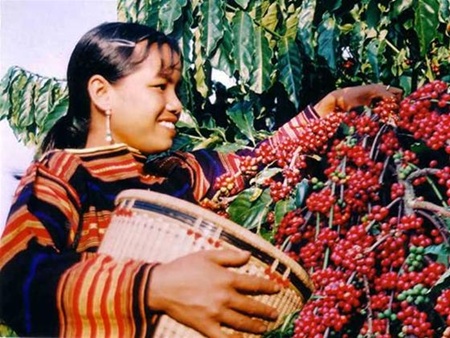 Thailand to grant GI recognition to Buon Ma Thuot coffee