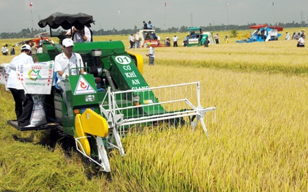 Vietnamese rice exporters put difficulties for themselves