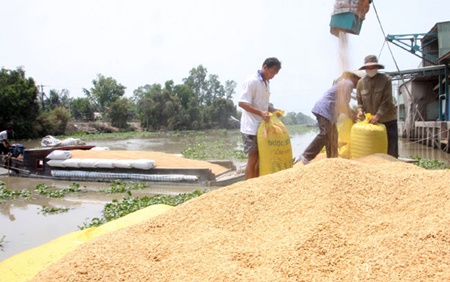 Rice farming model required to reform