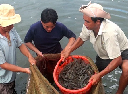 Shrimp exporters expect bright future