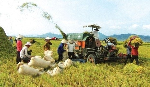 Vietnam may cut down rice land to increase incomes for farmers