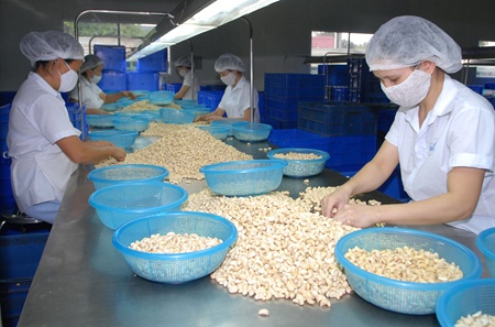 Cashew exports to rise despite shortage