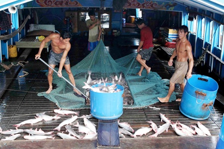 Tra fish industry caught in a trap
